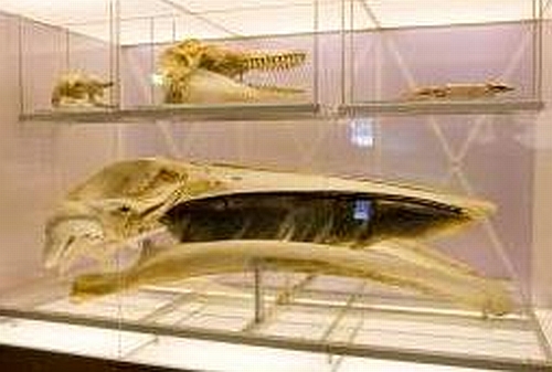 Baleen Whale Teeth