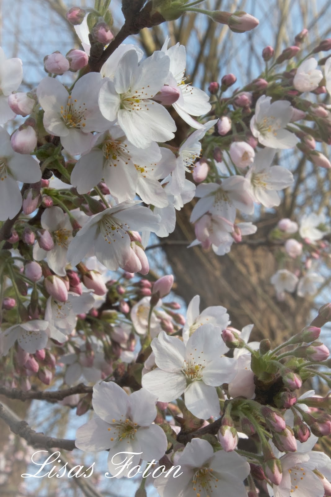 VÅR BLOMMOR