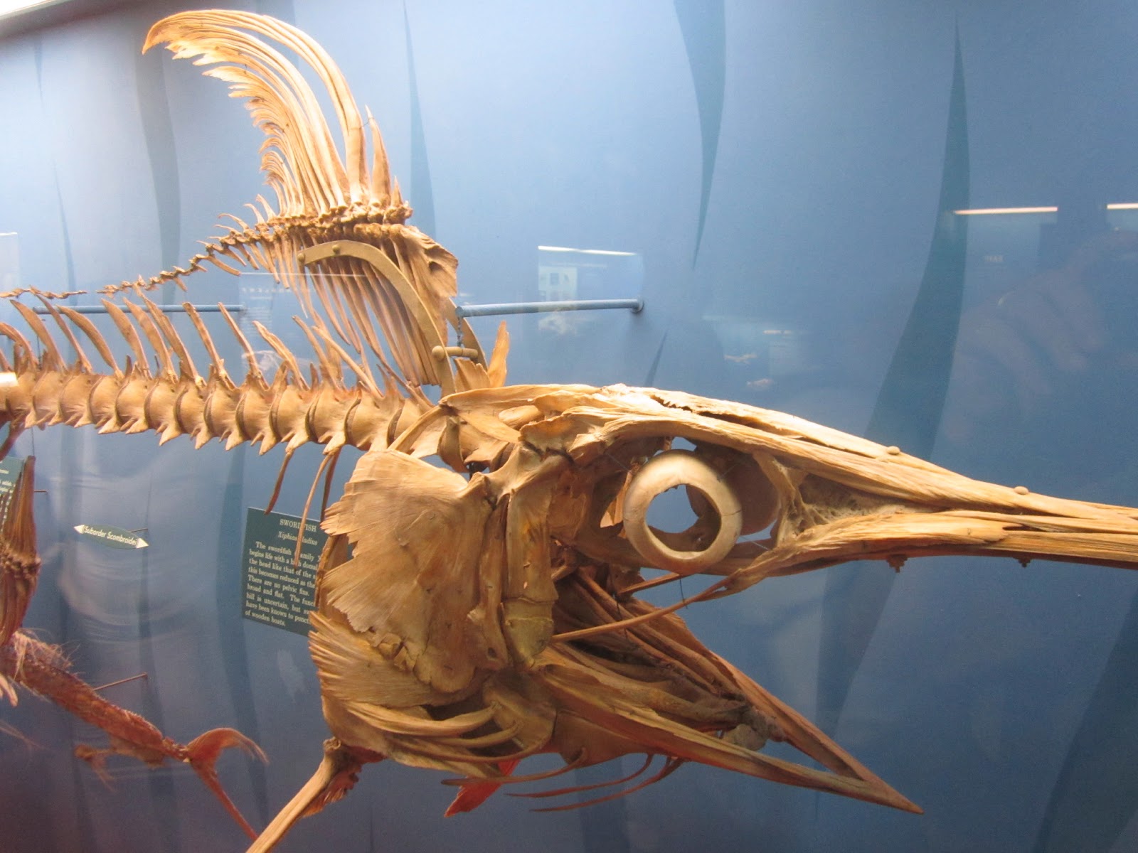 The Grove Guy GROVER AND CLYDE