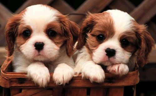 Puppies Cute Pics