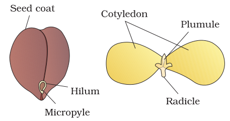 NCERT Solutions for Class 11th: Morphology of Flowering Plants Biology