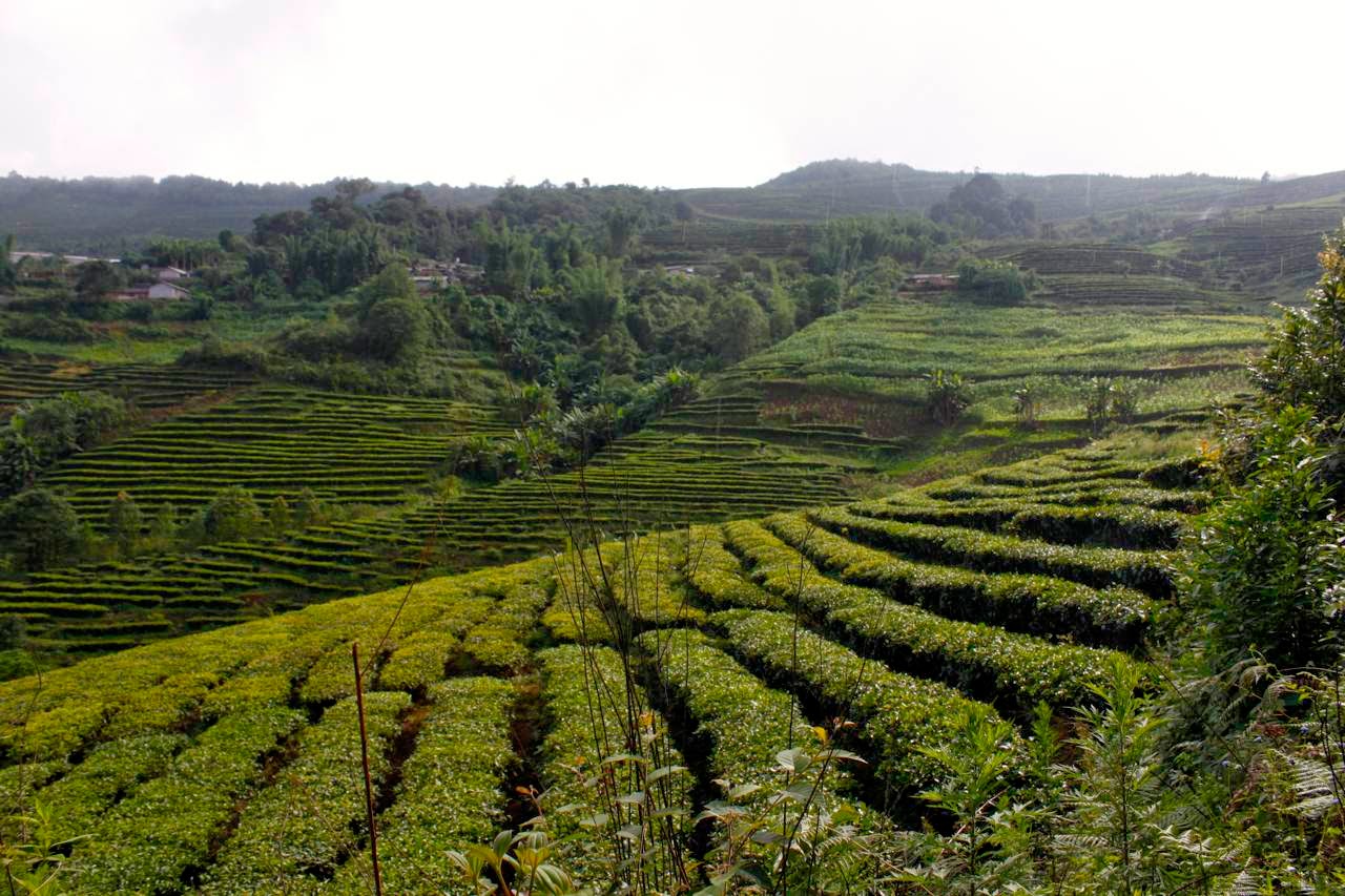 i chose here to juxtapose two of yunnan s most distinctive commodities tea and tobacco the two crops have little to do with each other i chose here to juxtapose two of yunnan s most distinctive commodities tea and tobacco the two crops have little to do with each other