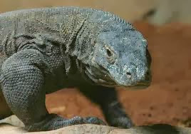 komodo dragon