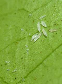 Group of thrips larvae on a citrus leaf