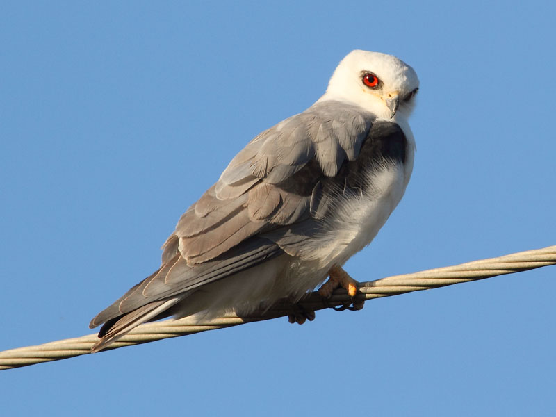Ecobirder Wisconsin Whitetailed Kite
