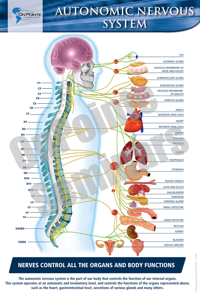 Autonomic Nervous System Chart Poster