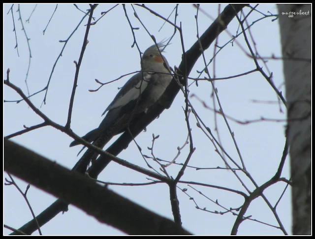 valkparkiet in het wild