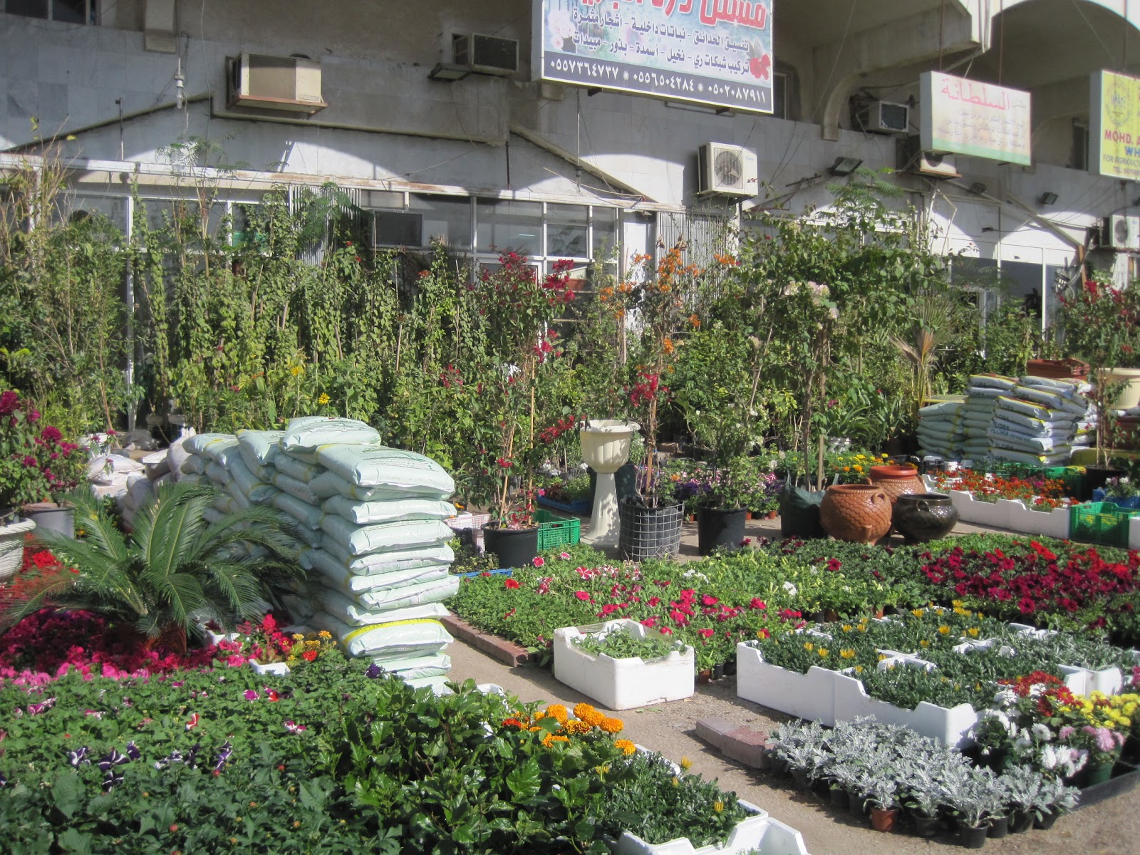 Saudi Scenes Garden Plants