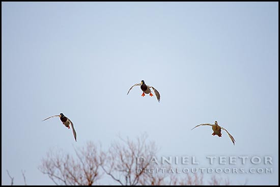 daniel teetor digital outdoors photography cupped wings