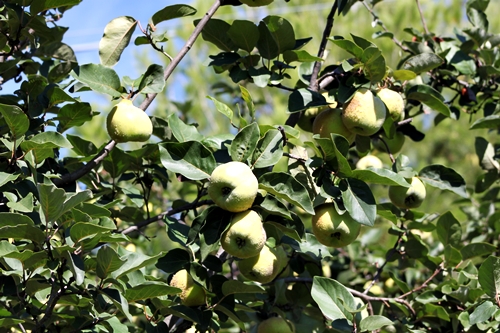 ricette con mele cotogne