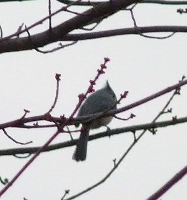 titmouse