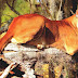 Florida Panther - Florida Panther Everglades