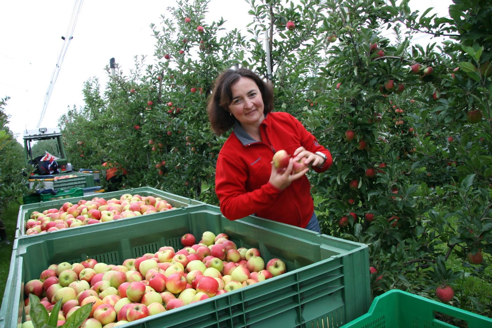 BODUR ELMA BETÜL FİDANCILIK 0312-251999