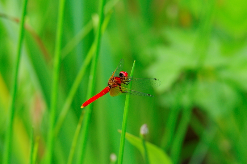 写真館 寄真倶楽部 世界最小トンボ