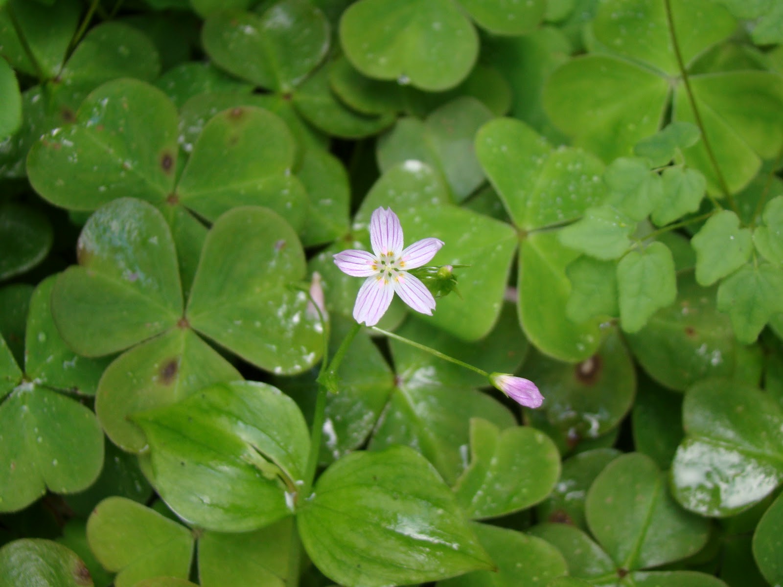 Leaves of Plants Candy Flower
