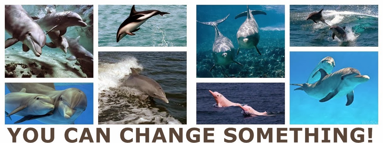 Safe the dolphins - you can change something!