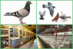 Pigeons Farm to Earn Money | Business Ideas