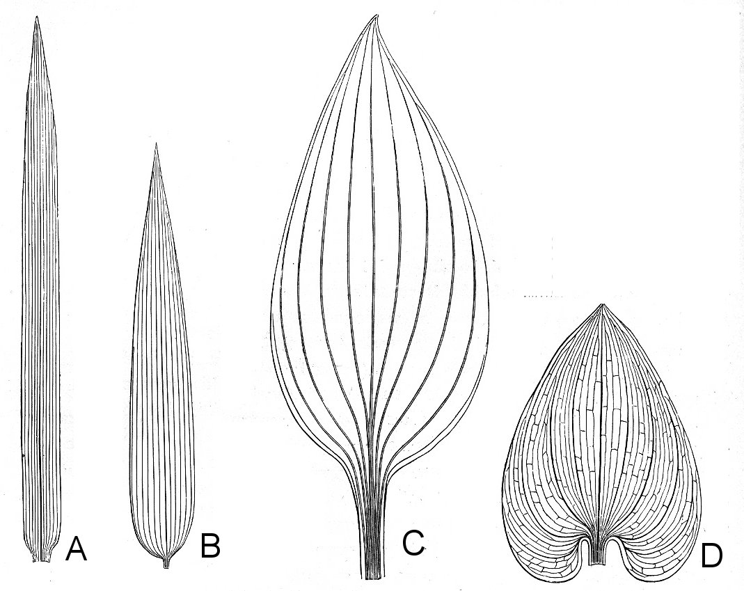 branched leaf veins