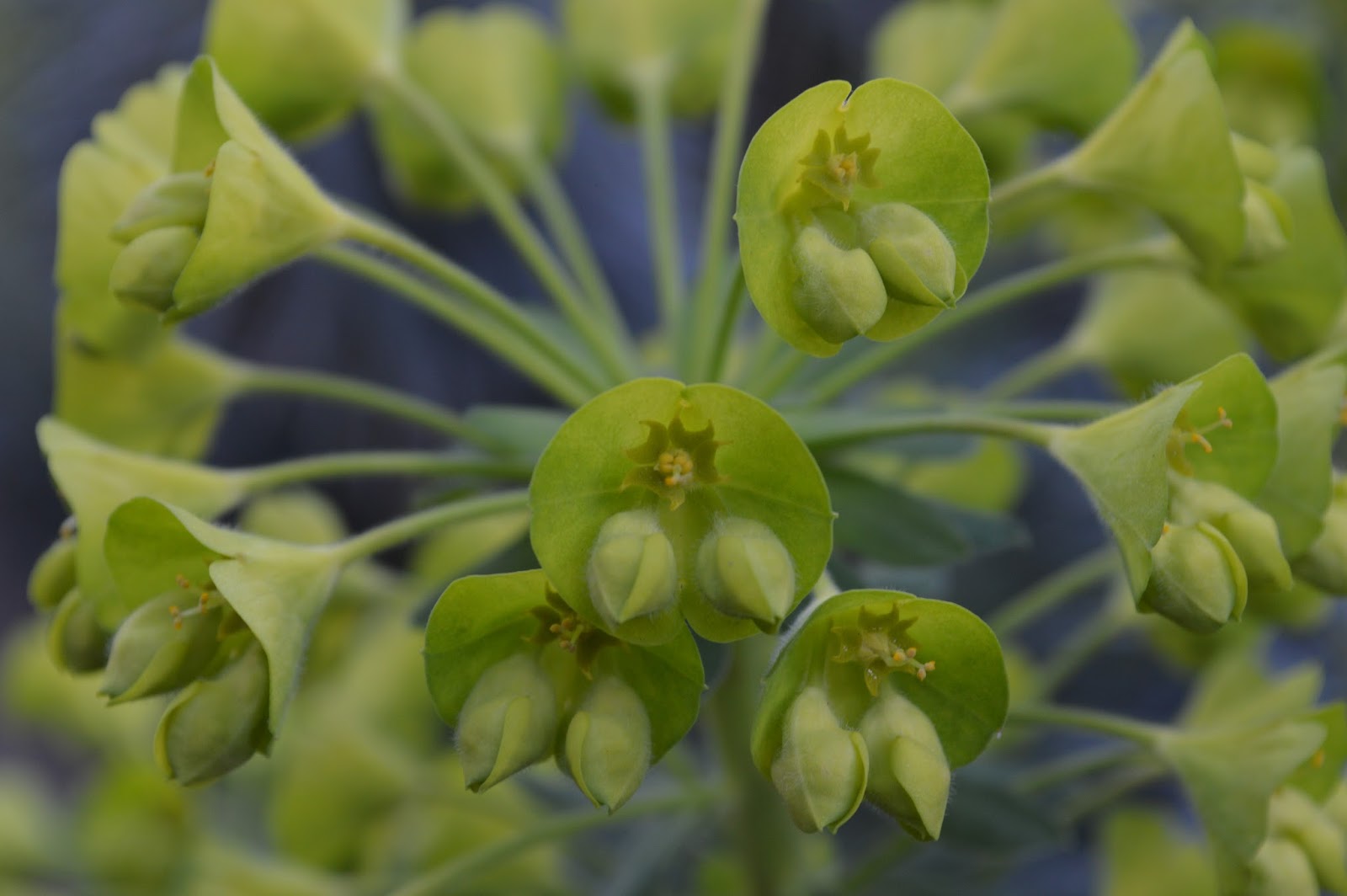 Willowbrook Park Scented Terrace Garden