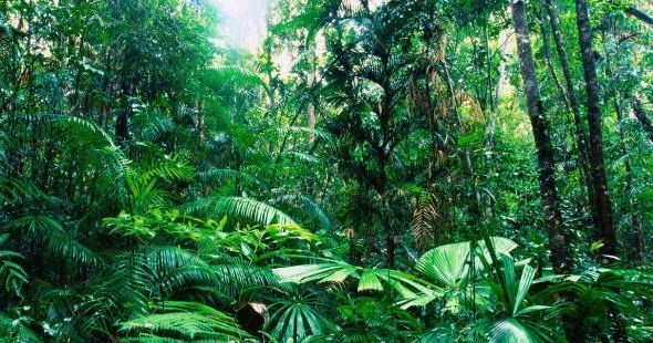materi tentang hutan hujan tropis FORESTER UNTAD BLOG