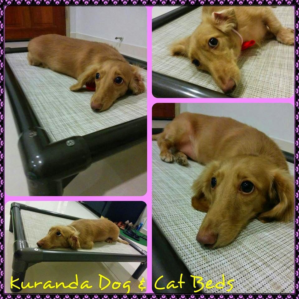 Privileged Pets Mobile Pet Grooming Singapore Kuranda Beds