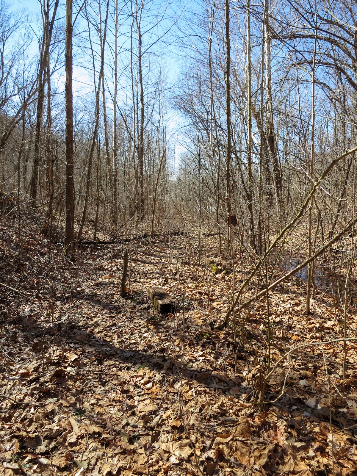 On the Subject of Nature Backpacking at Zaleski State Forest