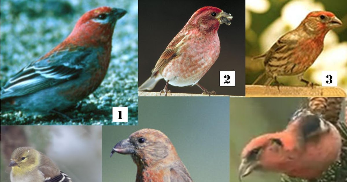 wild birds unlimited 10 winter finches in michigan wild birds unlimited 10 winter finches in michigan