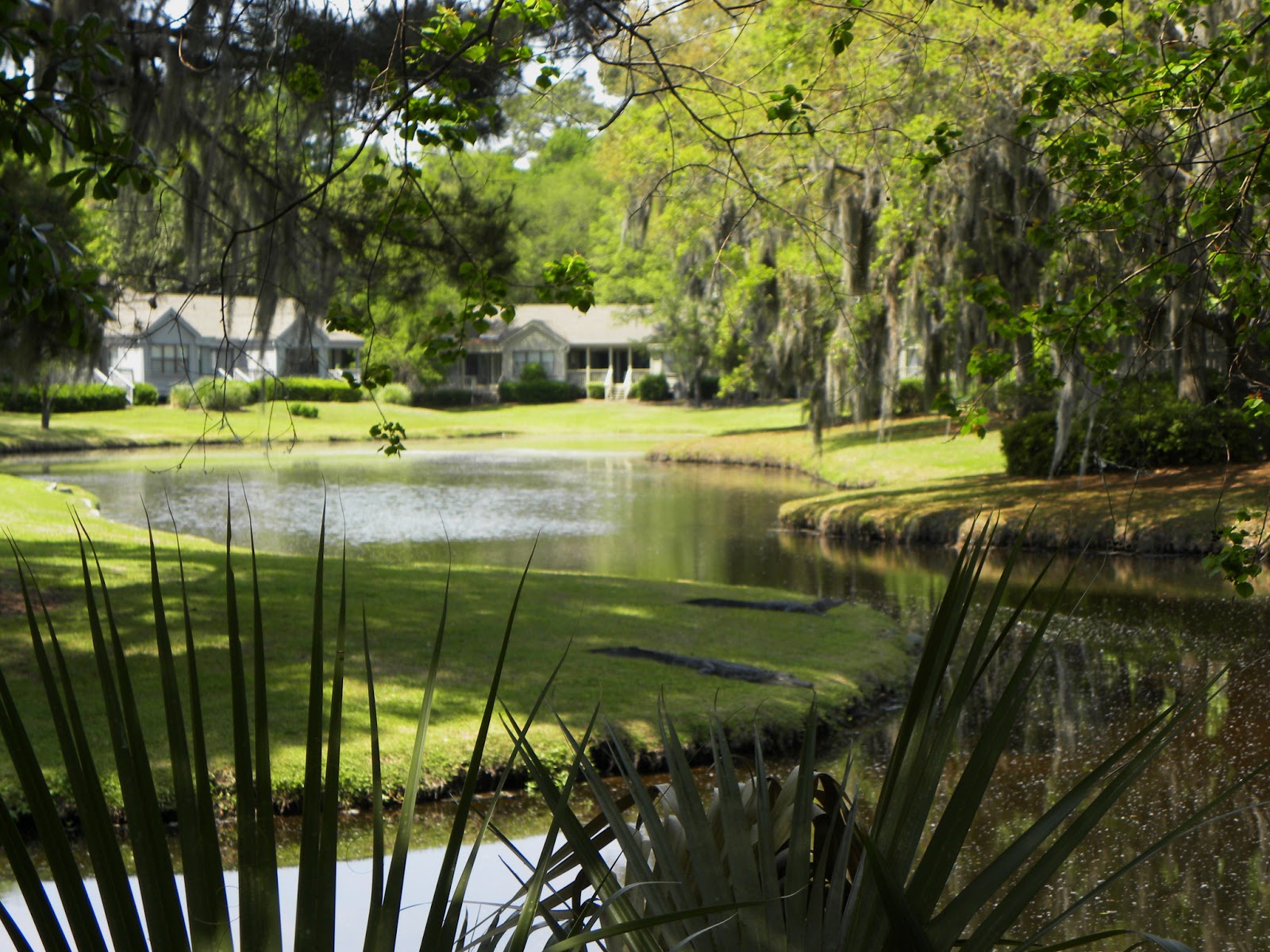 2015 TRAVELS SEA PINES FOREST PRESERVE AT HILTON HEAD ISLAND, SOUTH