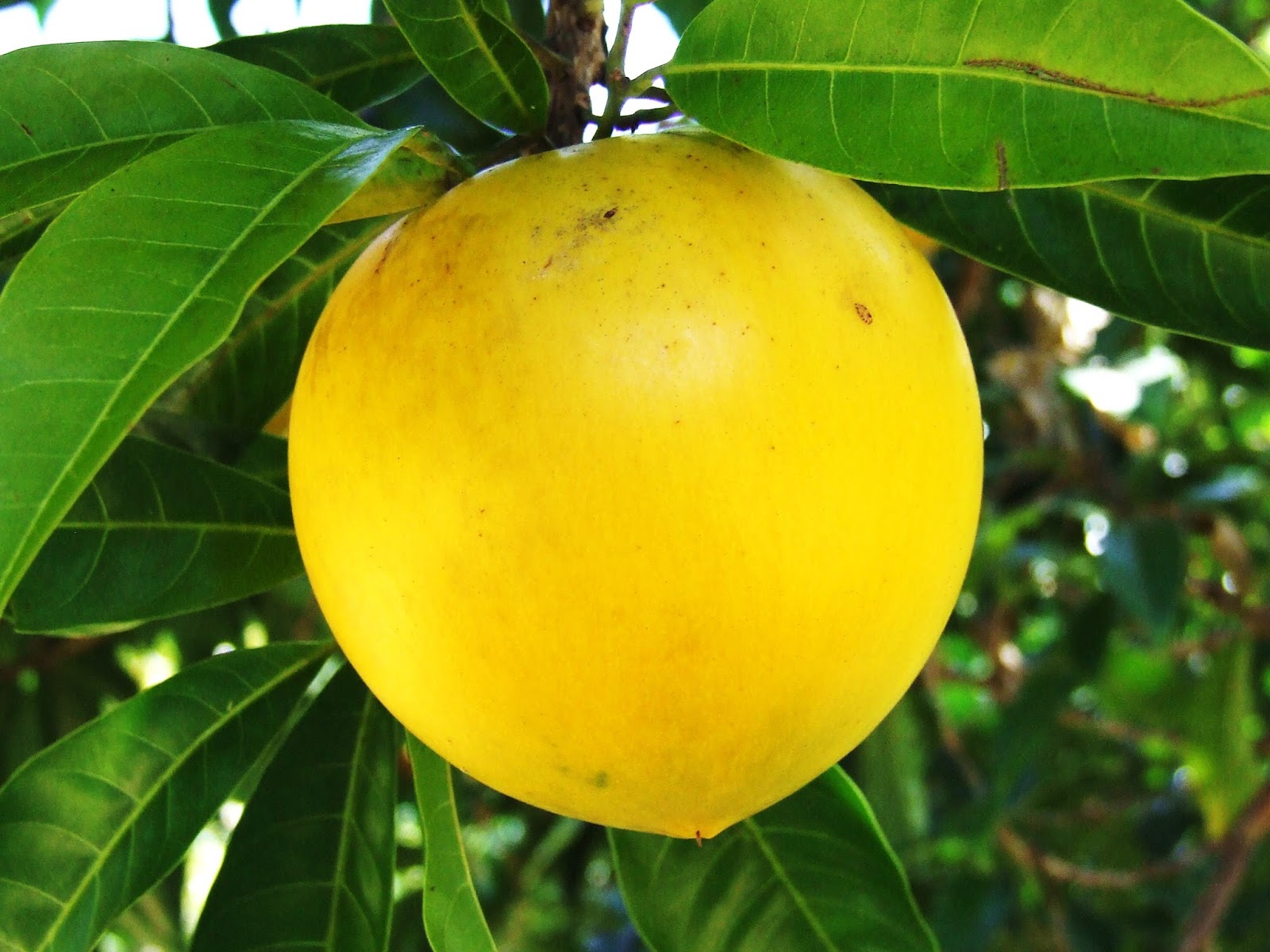 Abiu Fruit Riberry The Fresh Realm