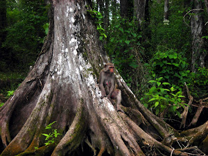 Florida Wildlife