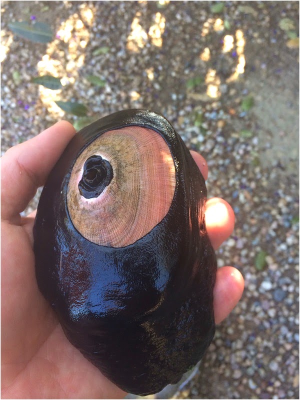 The Post Ranch Kitchen Keyhole Limpet and Gumboot Chiton