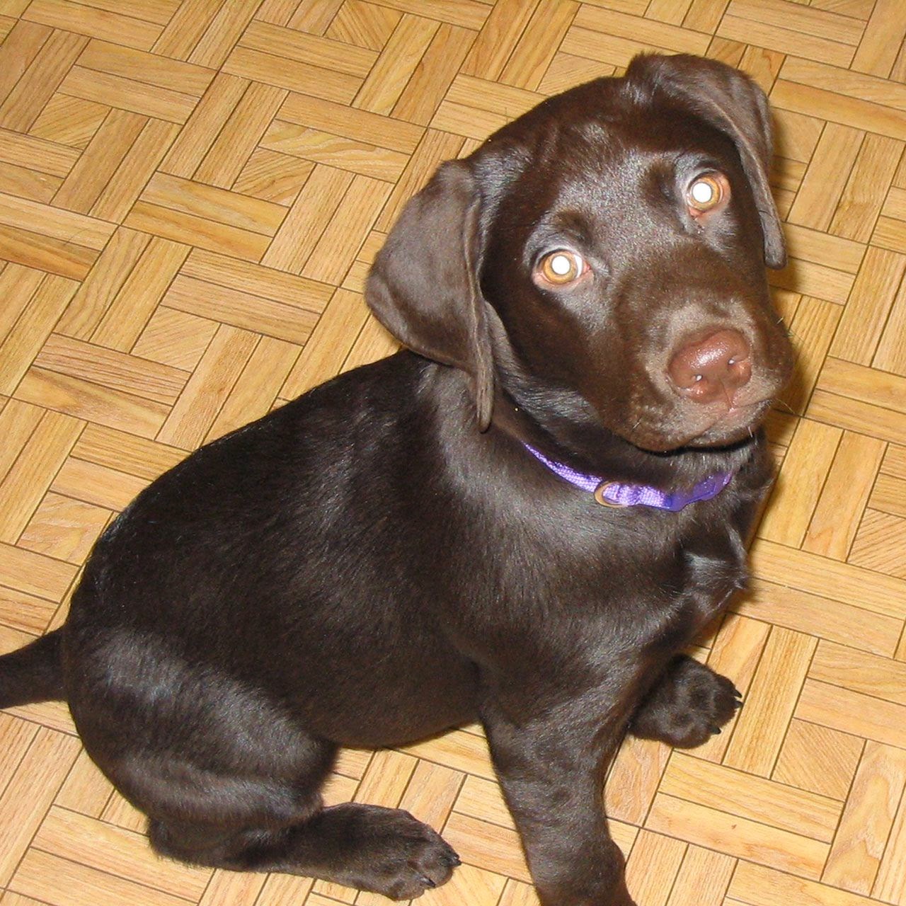 chocolate lab puppy training tips - DriverLayer Search Engine