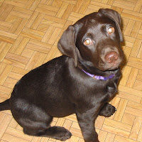 labrador puppy training tips