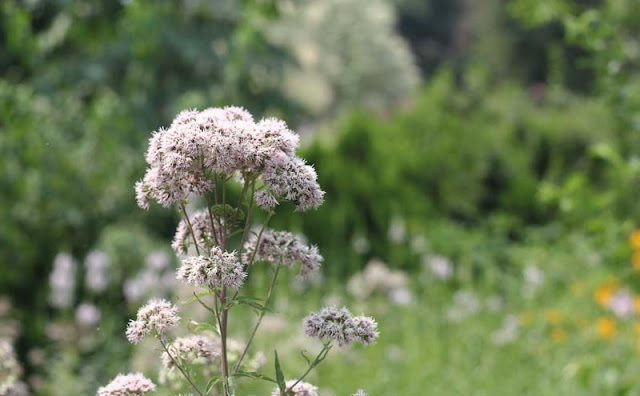 Joe-Pye Weed Flowers