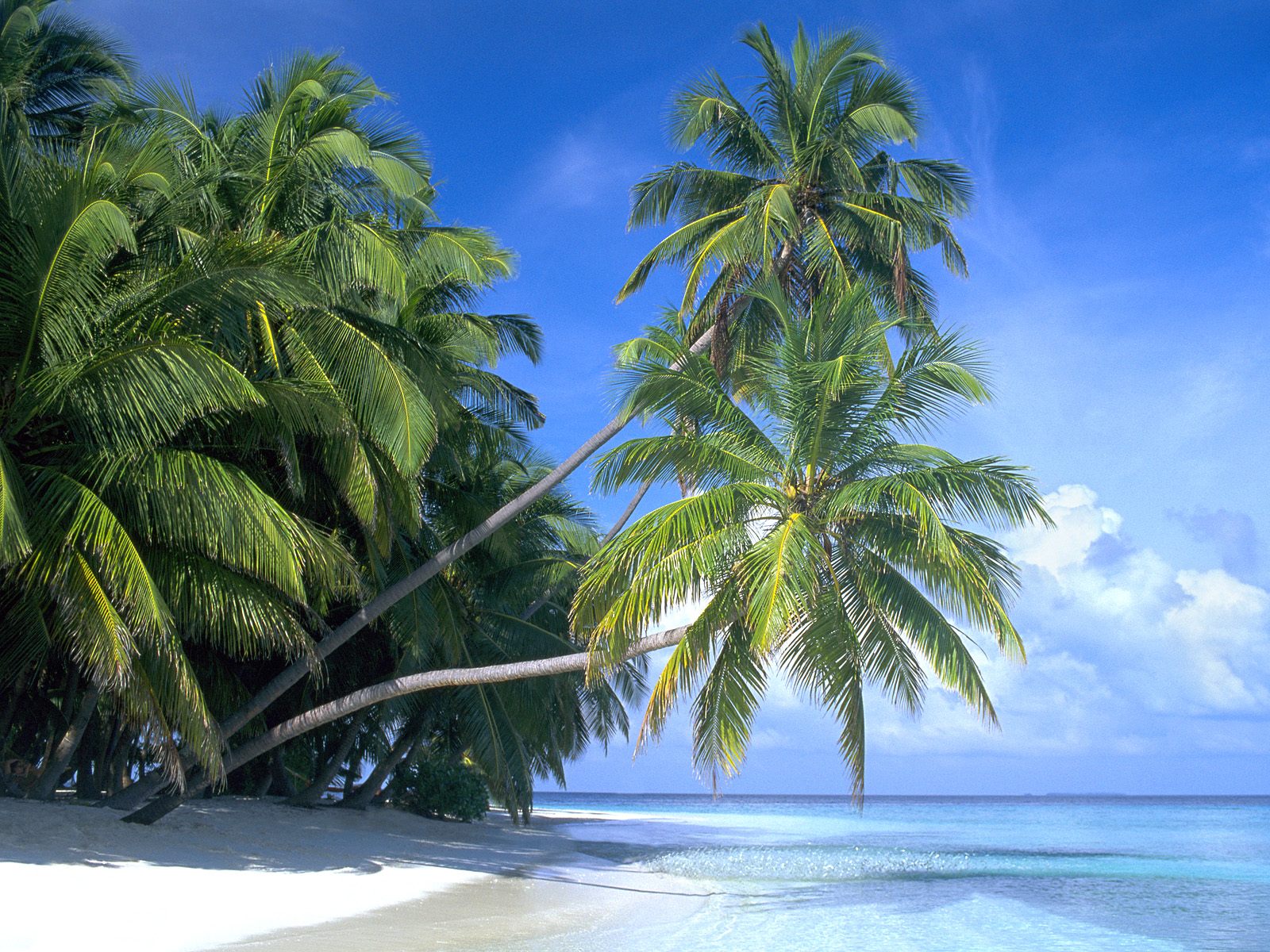 Download this Maldive Islands Travel Guide And picture Download this Maldive Islands Travel Guide And picture