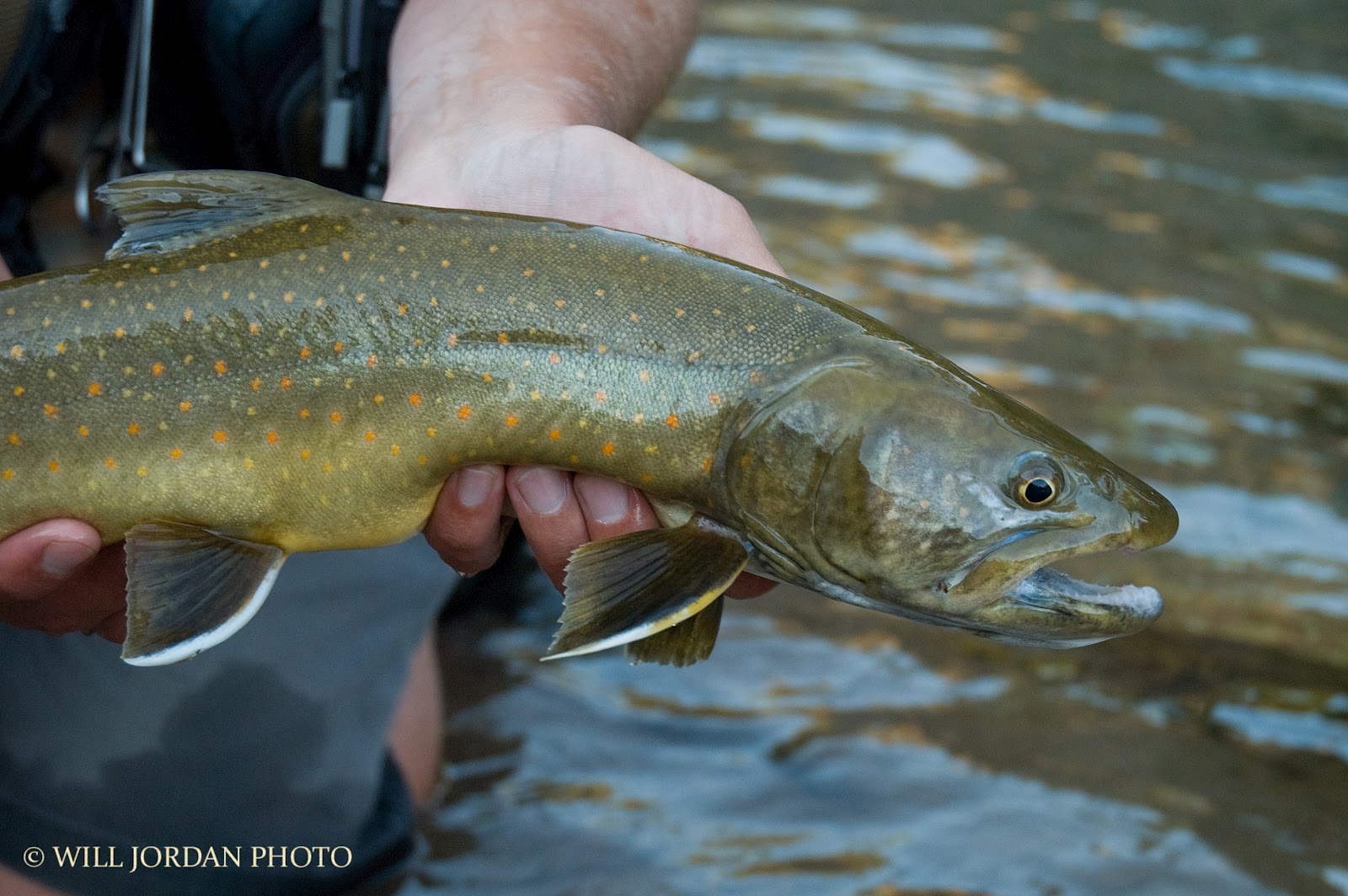 111° WEST Bull Trout Tactics?