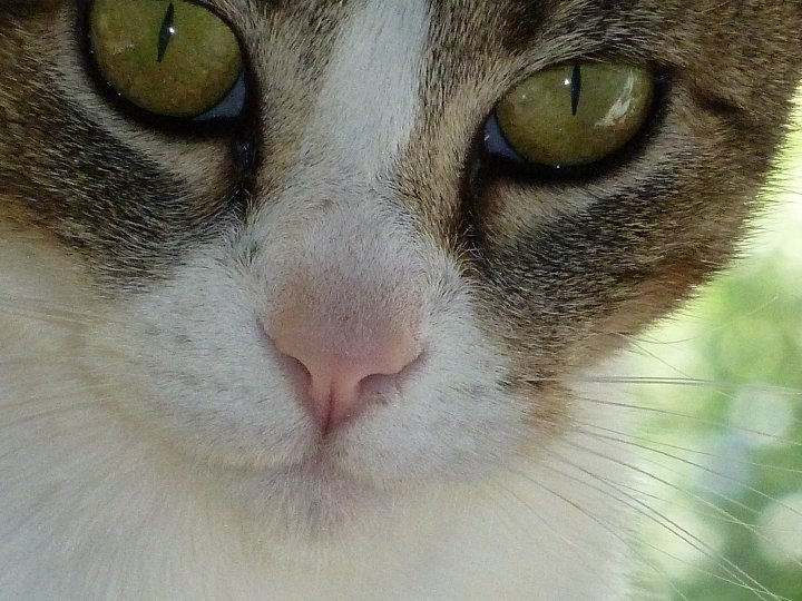 Kate Bush My Precious Cat Died I Miss Her So Much