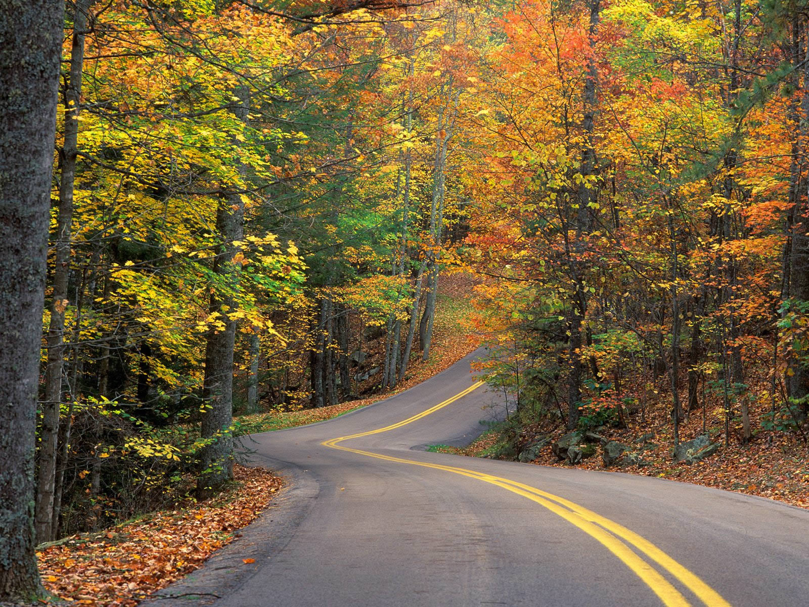 http://2.bp.blogspot.com/-SXTHf4Kw86Y/UDkBtAvXFoI/AAAAAAAACBU/PWRr98uMrV4/s1600/Road%2Bthrough%2Bthe%2Btrees%2Bpark%2Bwww.pictuo.blogspot.com%2B%2B(3).jpg