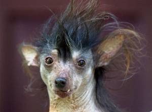 strange looking dogs