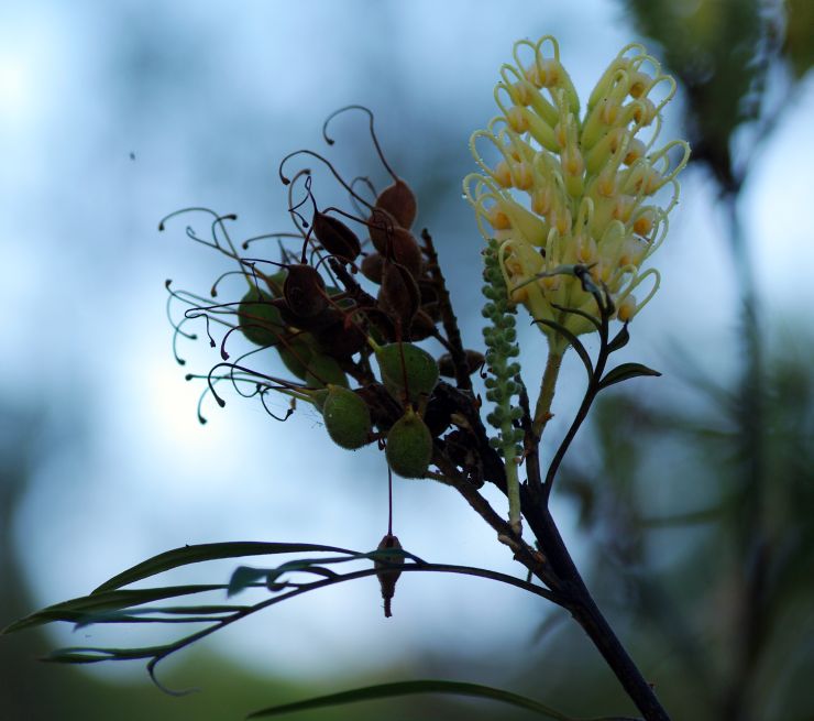 Touch Of Class Plants Product Catalogue 2019 2020 By Touch Of