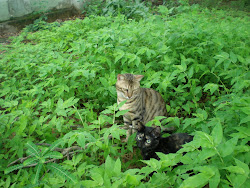 GATOS, seres perfeitos...