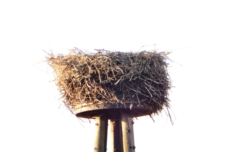 Leeres Nest Syndrom leeres nest syndrom empty nest syndrom sweet mind Leeres Nest Syndrom leeres nest syndrom empty nest syndrom sweet mind