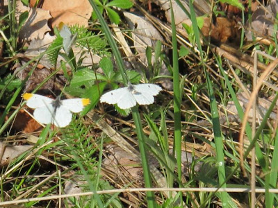 Julie Zickefoose on Blogspot: Orangetips and Bluebird Eggs