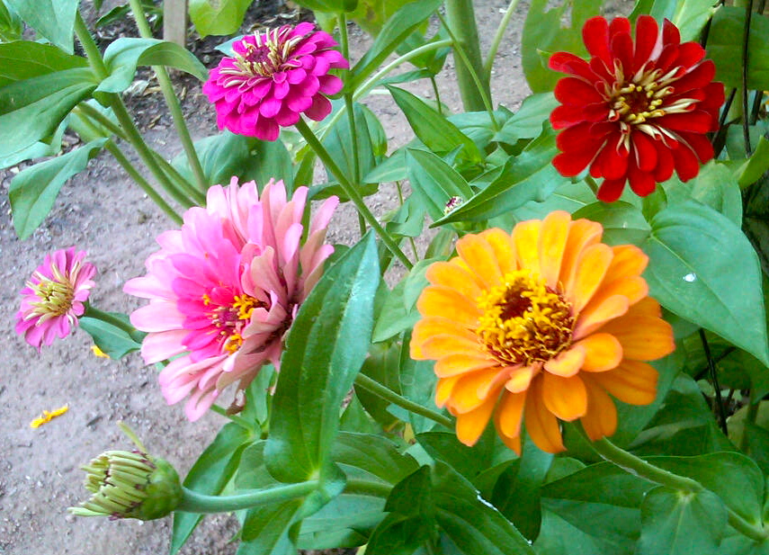 hello there! house Garden Seeds // Spotlight Zinnias