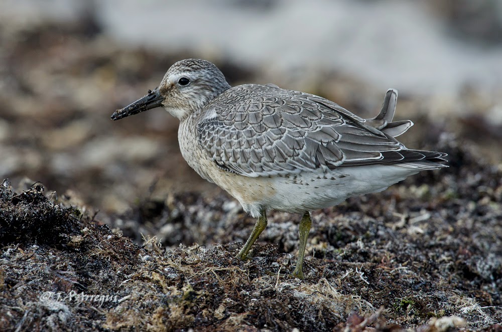 Correlimos gordo, Calidris canutus, Red Knot Correlimos gordo, Calidris canutus, Red Knot