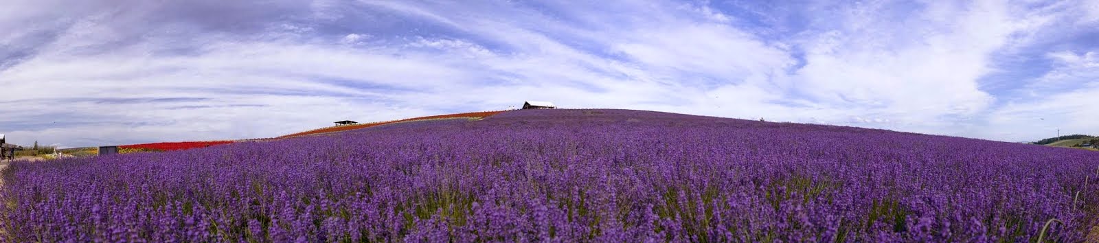 Wendy's Essential Oils Journey