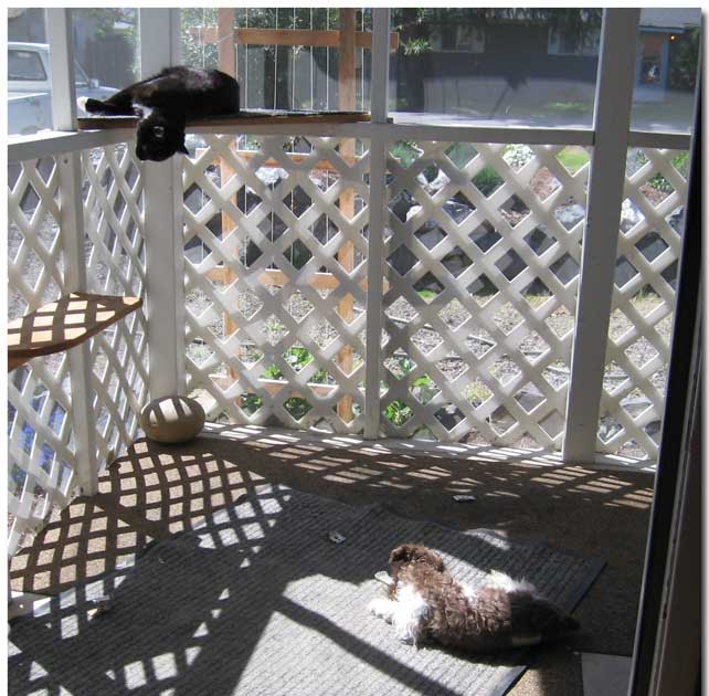 Neighbors Dog Barking In Apartment Neighbors Dog Barking In Apartment