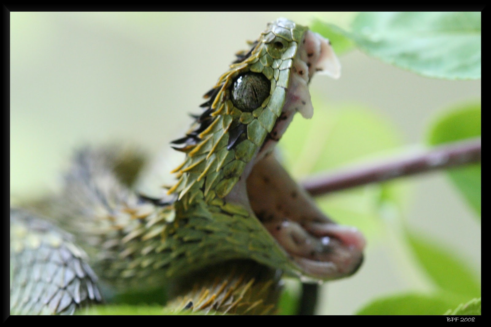 Wild Care - 𝐴𝑟𝑡ℎ𝑒𝑟𝑖𝑠 ℎ𝑖𝑠𝑝𝑖𝑑𝑎 🐍 mejor conocida como víbora de  los arbustos espinosos 🔥 se encuentran a lo largo de la costa occidental  de África, se alimenta de anfibios, lagartos y