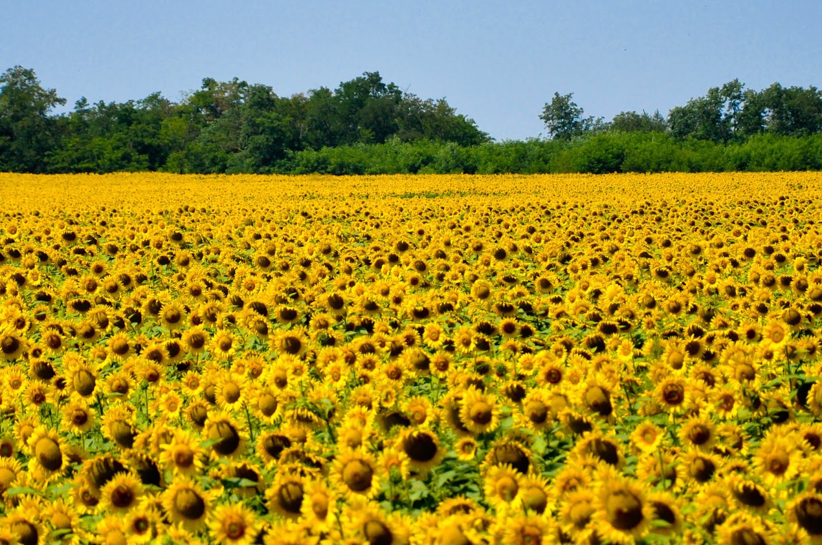 A sunflower field just outside Varna in Bulgaria