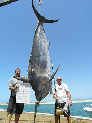 marlin length biggest record feet largest big fishes metres weighed total fish pesce huge girth inches lbs kg 1109